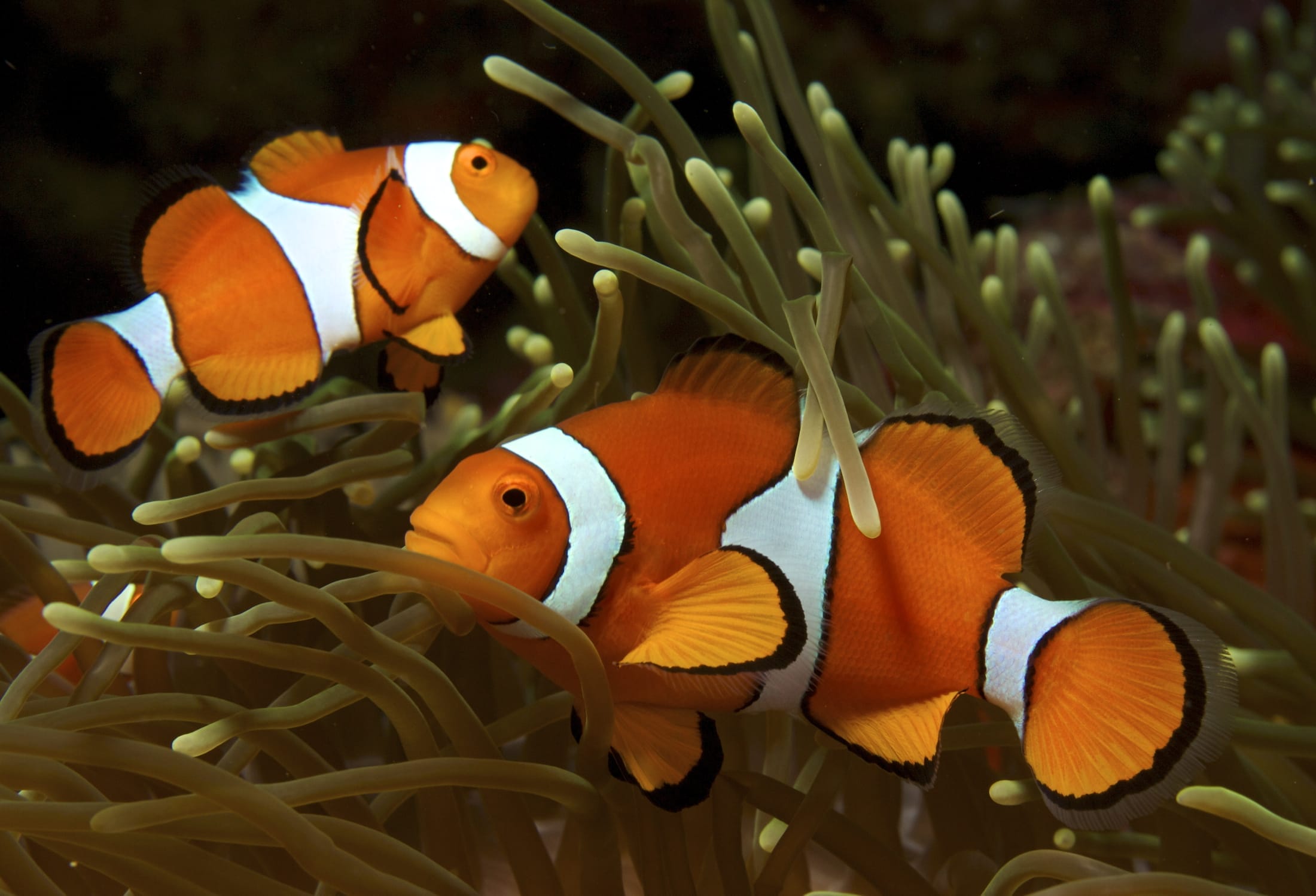 Clown Fish Species Profile: Everything You Need to Know