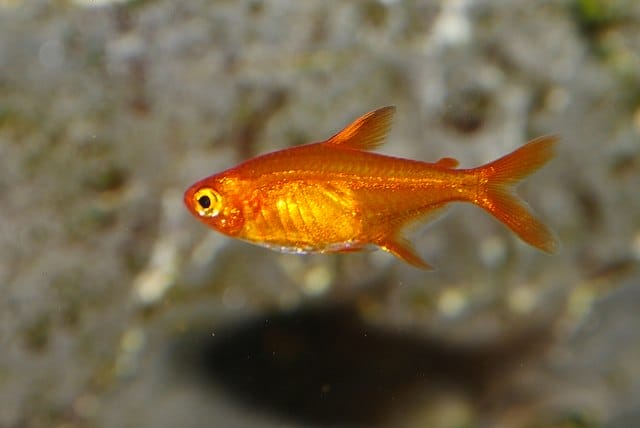 Discover the Beauty of Ember Tetras in Your Aquarium