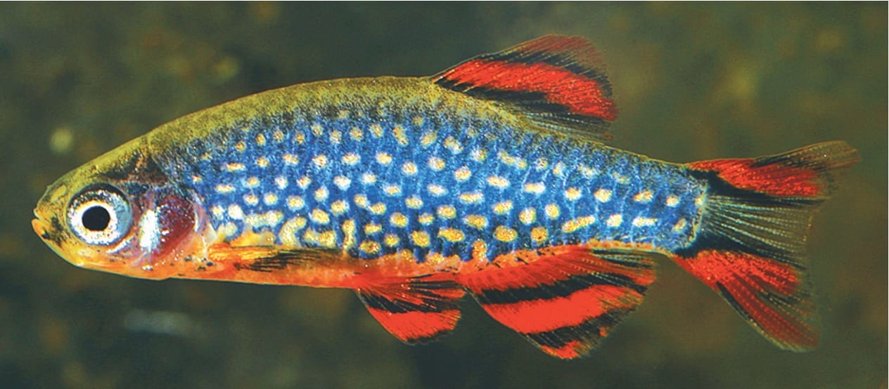 The Ultimate Beginner’s Guide to Calestial Pearl Danio