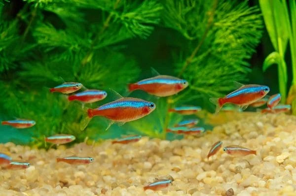 Cardinal Tetra: A Complete Care Guide