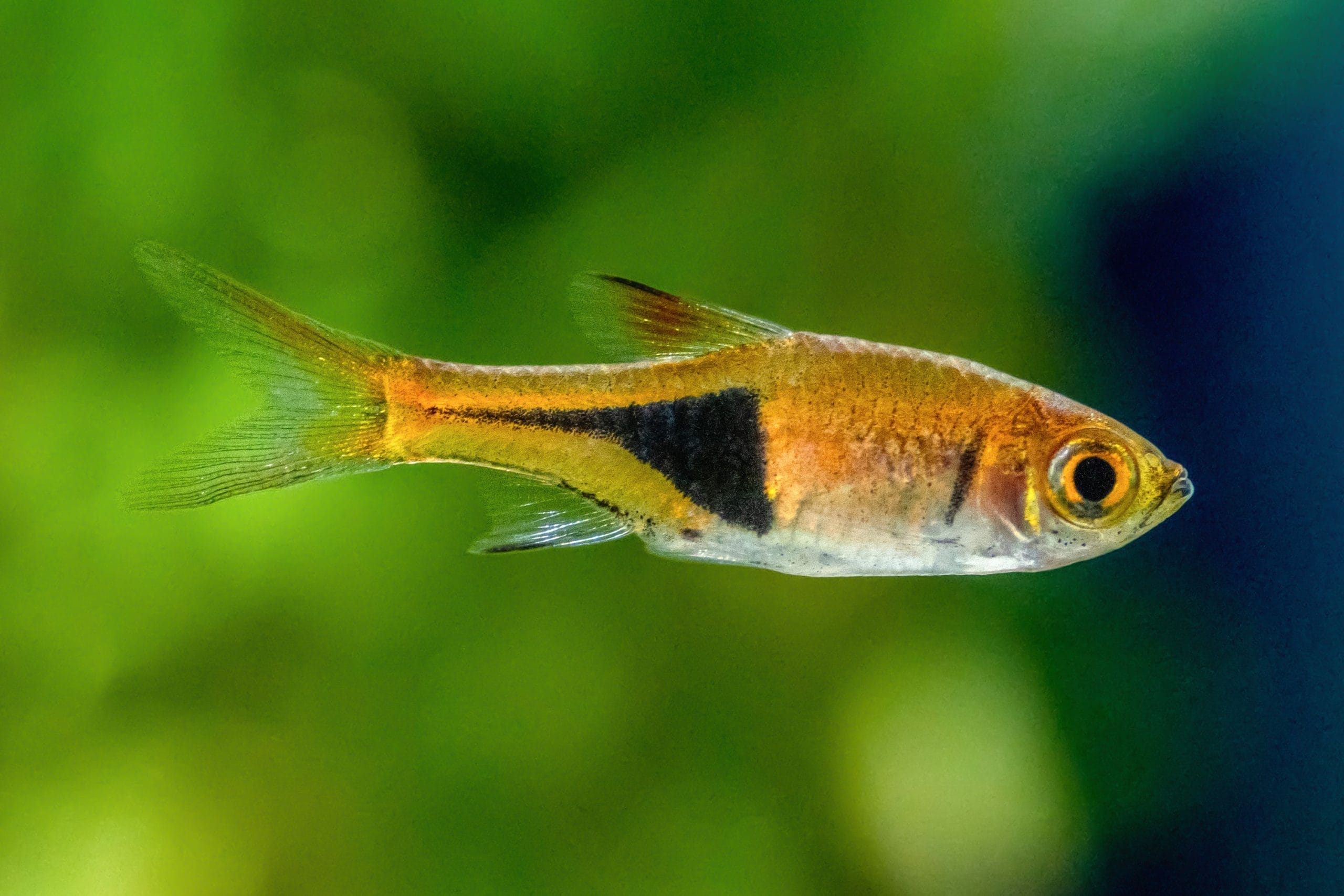 Beginner’s Guide to Caring for Harlequin Rasbora Fish