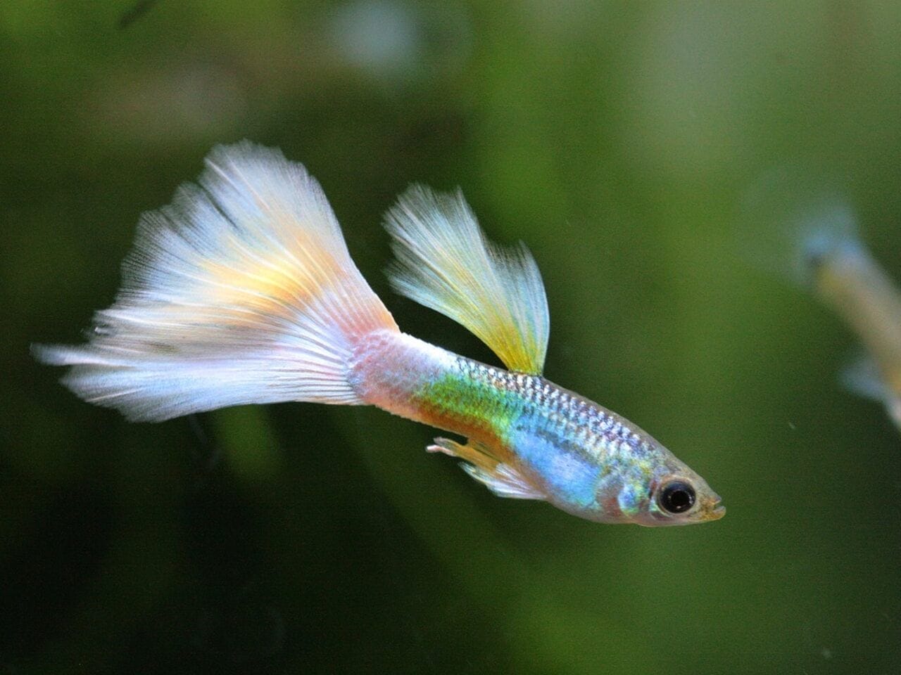 Guppies 101: Your Complete Guide to Keeping Guppies