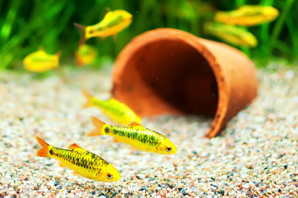 15 Types of Cold Water Aquarium Fish