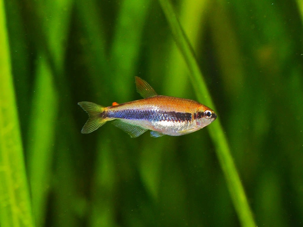 Royal Tetra Care Tips for Beginners