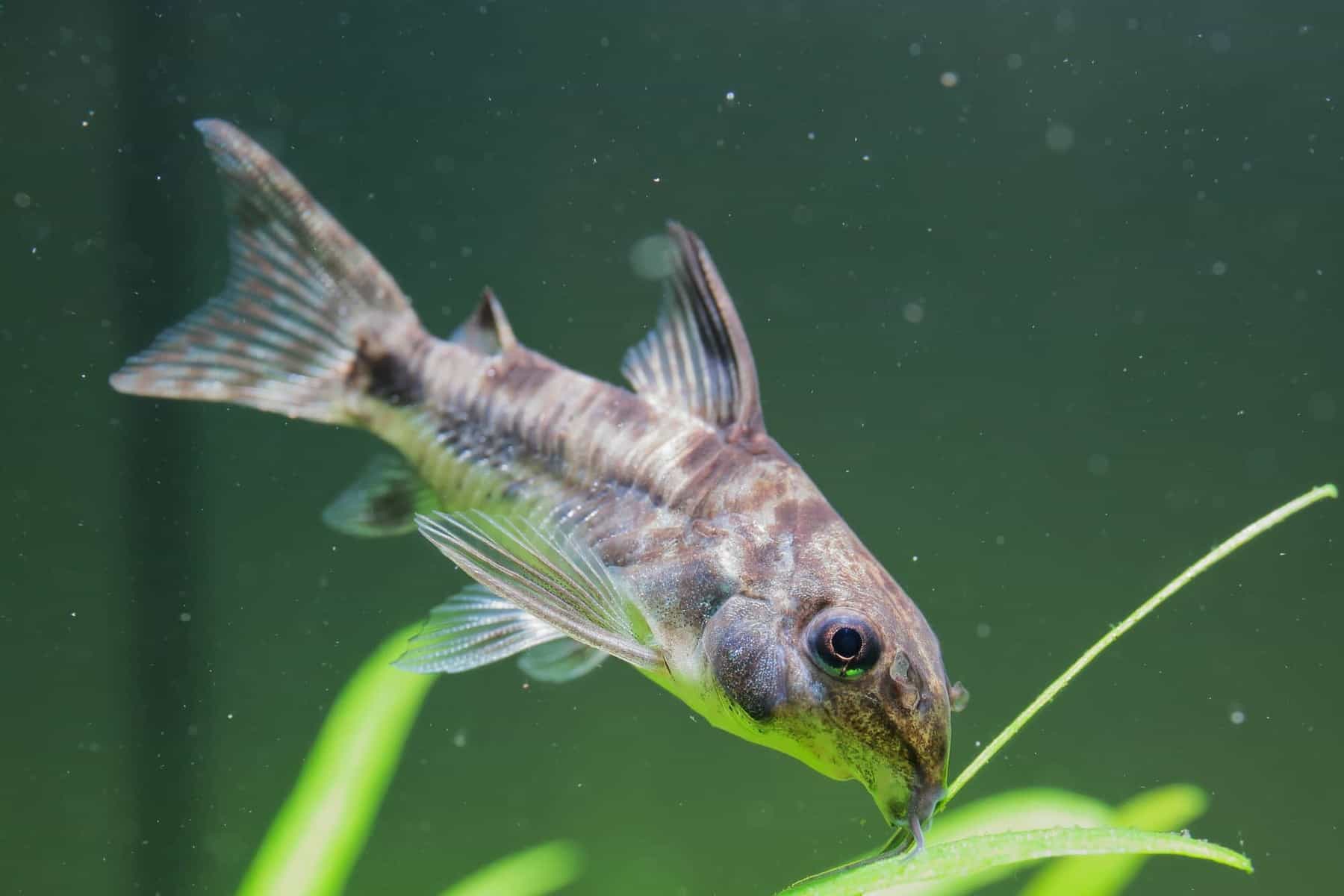 Beginner’s Guide: Keeping Cory Catfish in Your Aquarium