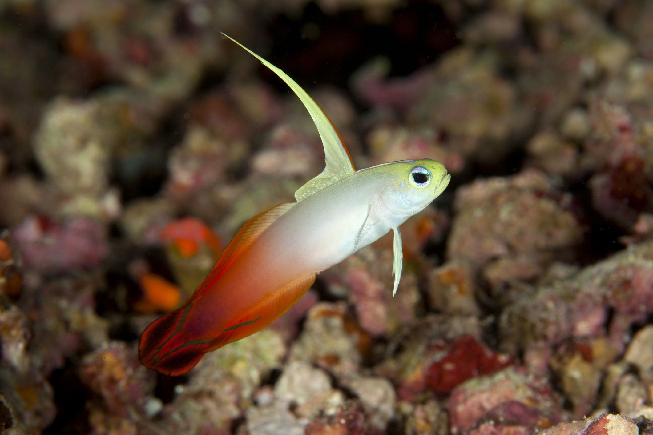 Purple Firefish Goby Care Tips and Tricks