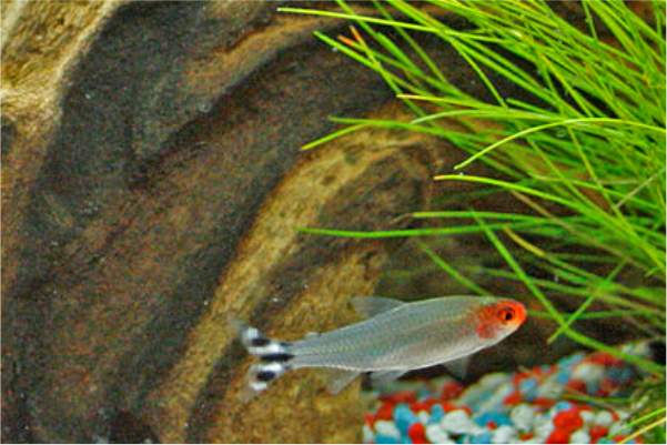 Ultimate Care Tips for Rummy Nose Tetra Fish
