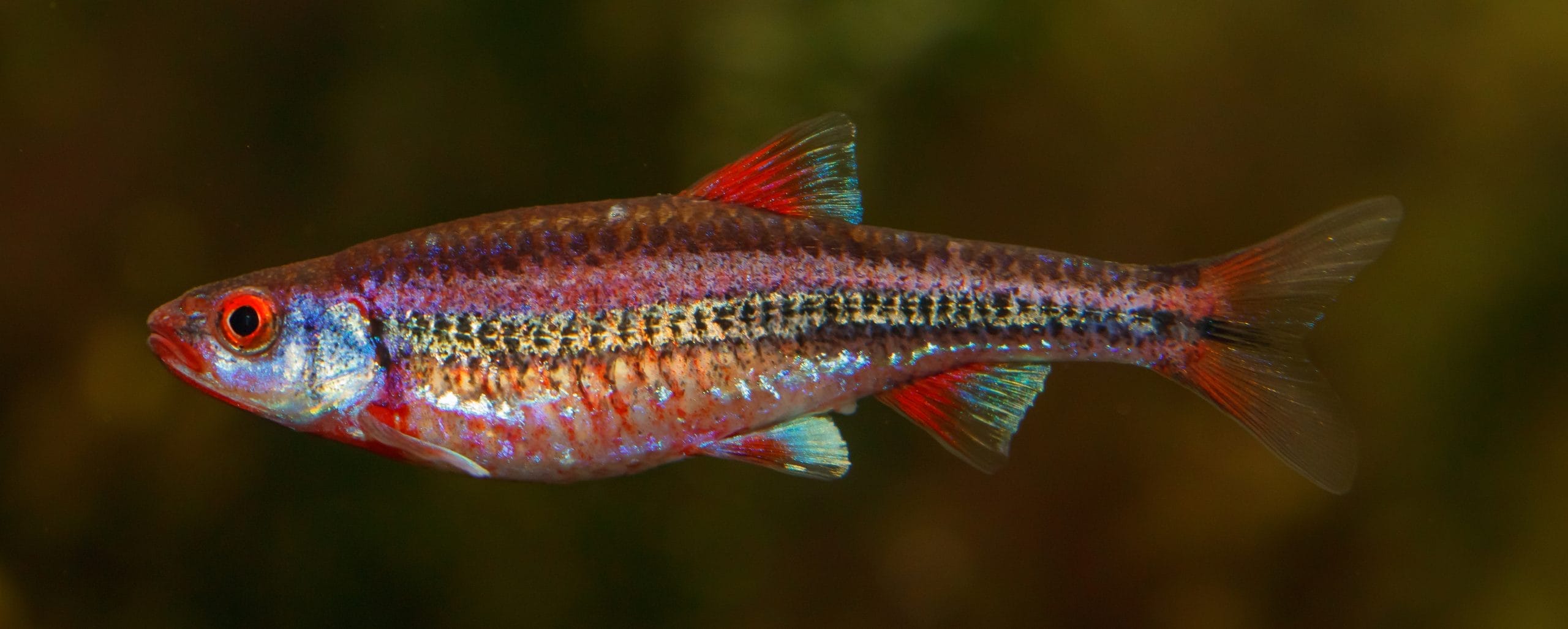 Tank-Bred Rainbow Shiner Care Tips