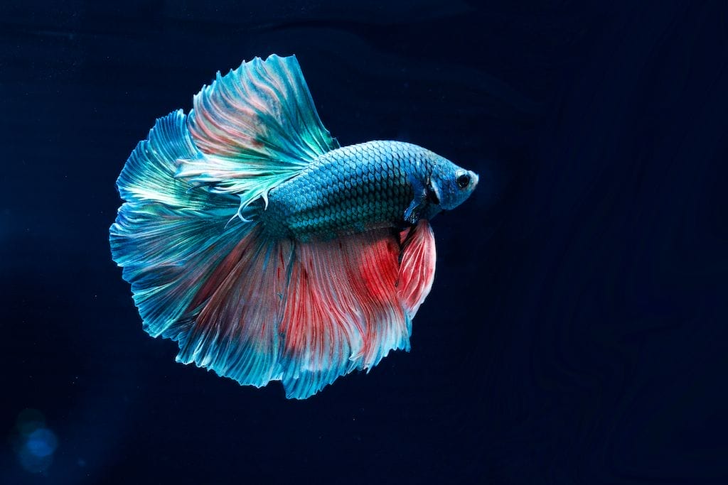 The Ultimate Beginner’s Guide to Betta Fish Care