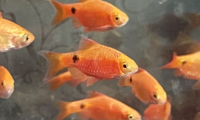 Tips for Keeping Rosy Barb Fish Healthy