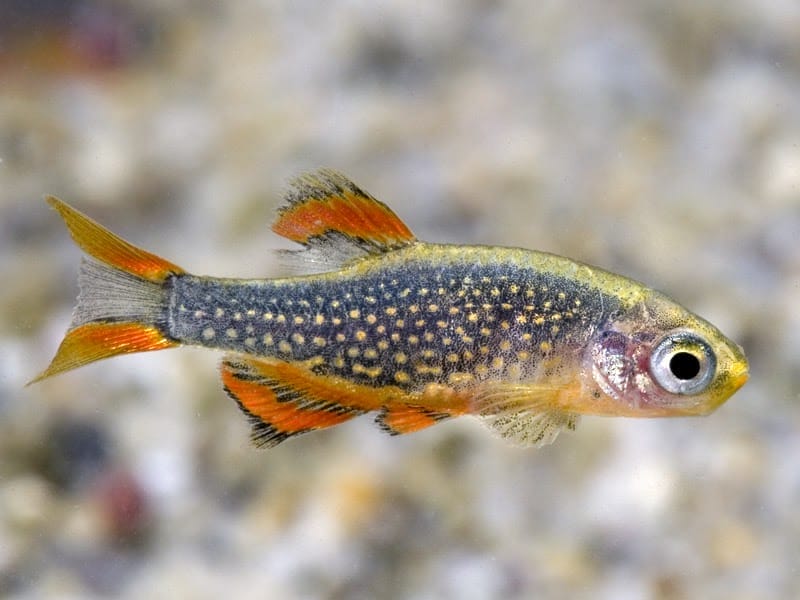 Danio Margaritatus cold water aquarium fish
