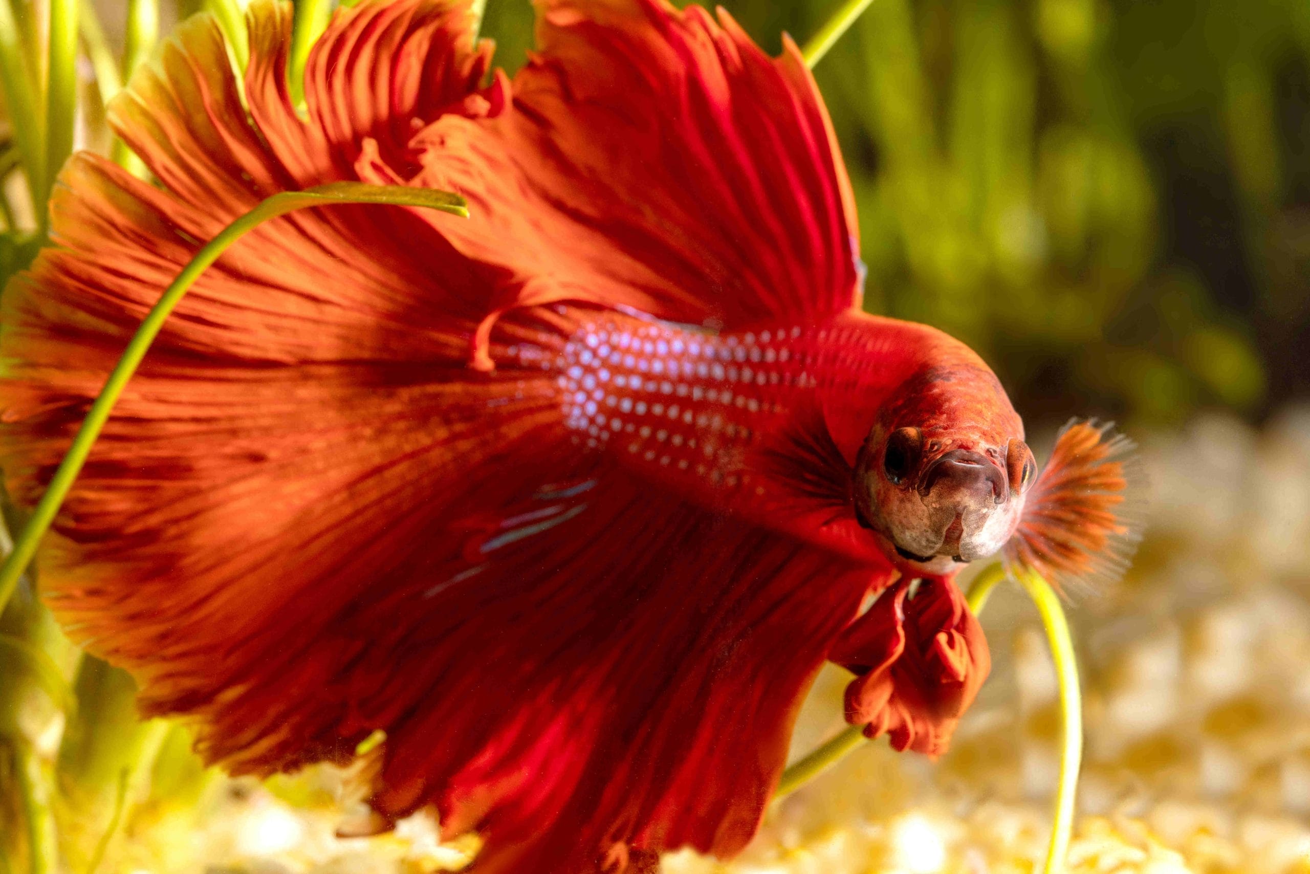betta fish cold water aquarium fish