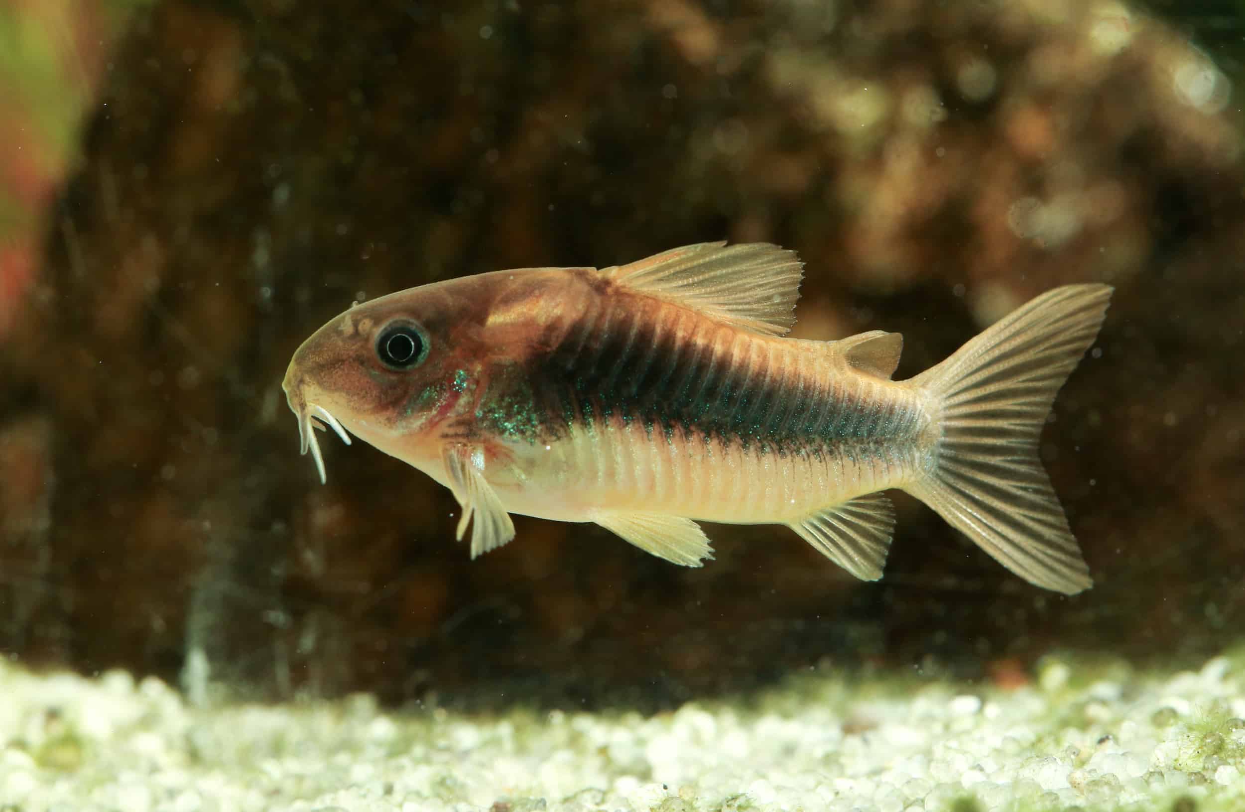 cory catfsih cold water aquarium fish