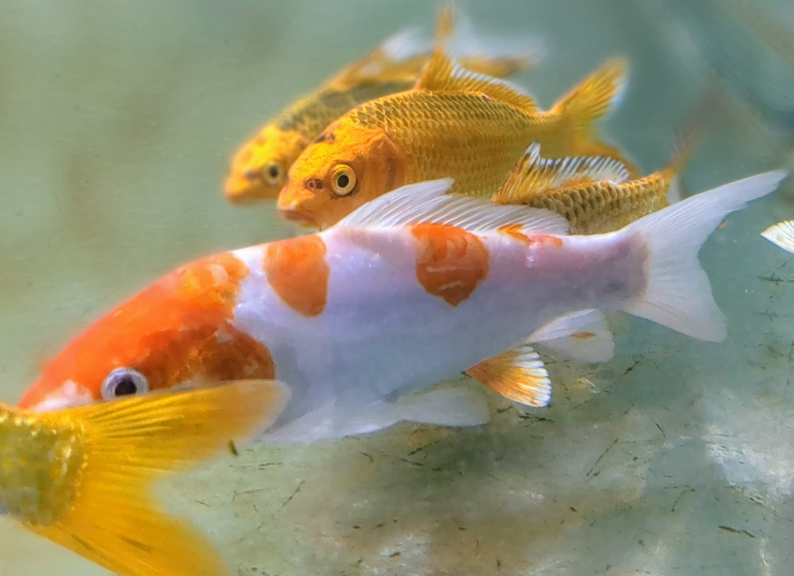 koi fish cold water aquarium fish