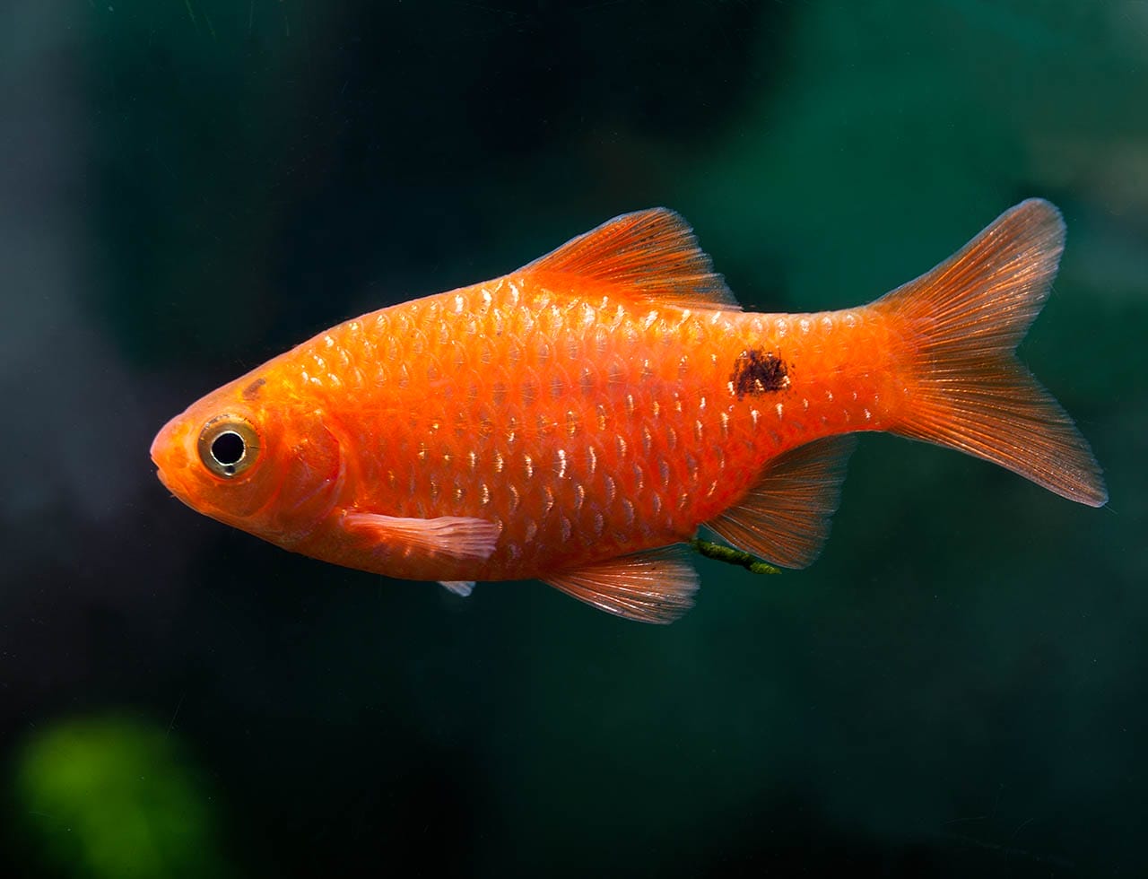 rosy barb cold water aquarium fish