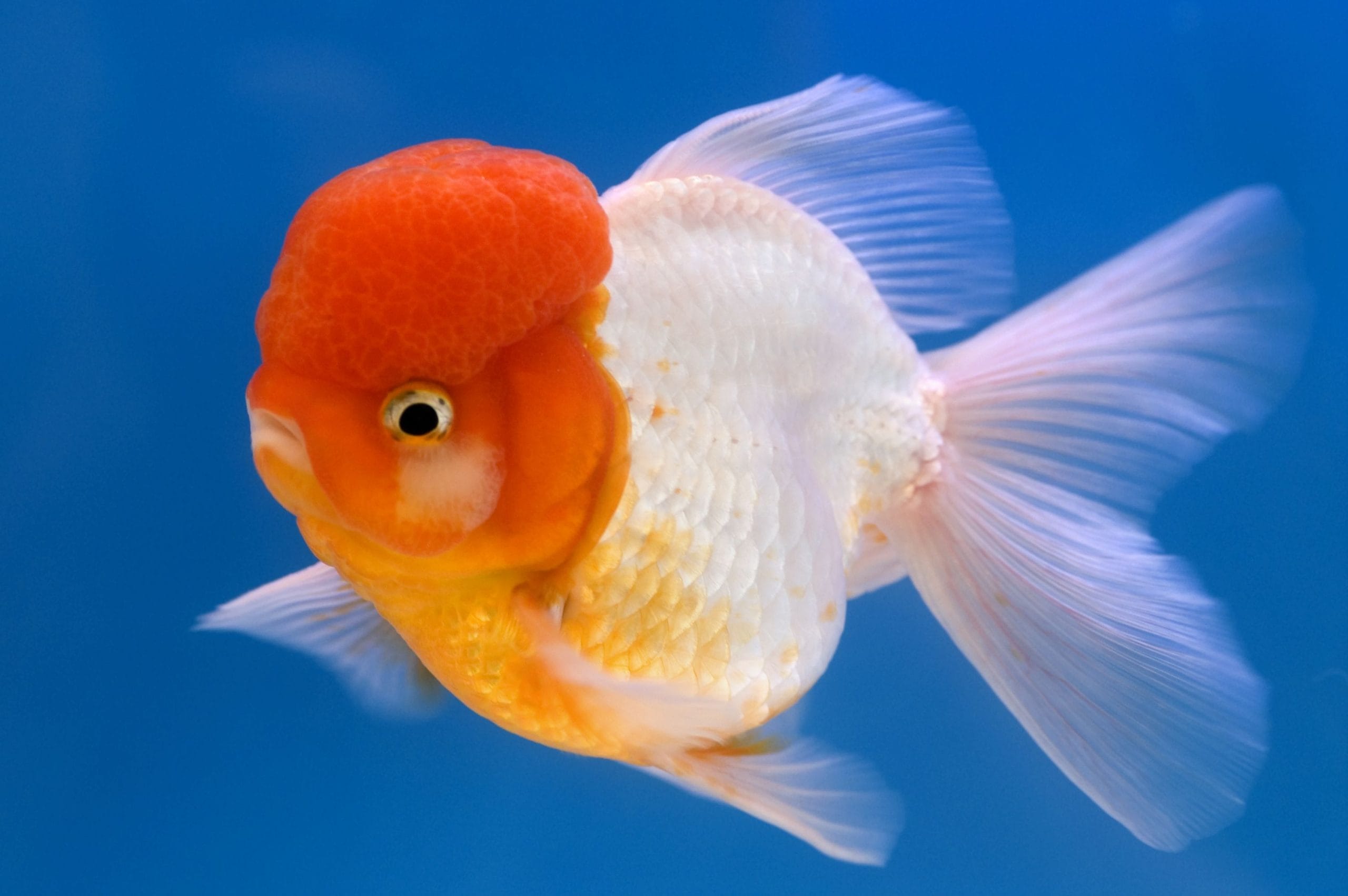 goldfish cold water aquarium fish