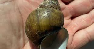 Chinese Mystery Snail faq