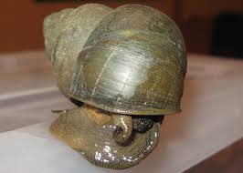 Understanding the Chinese Mystery Snail