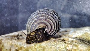 Tylomelania freshwater aquarium snail
