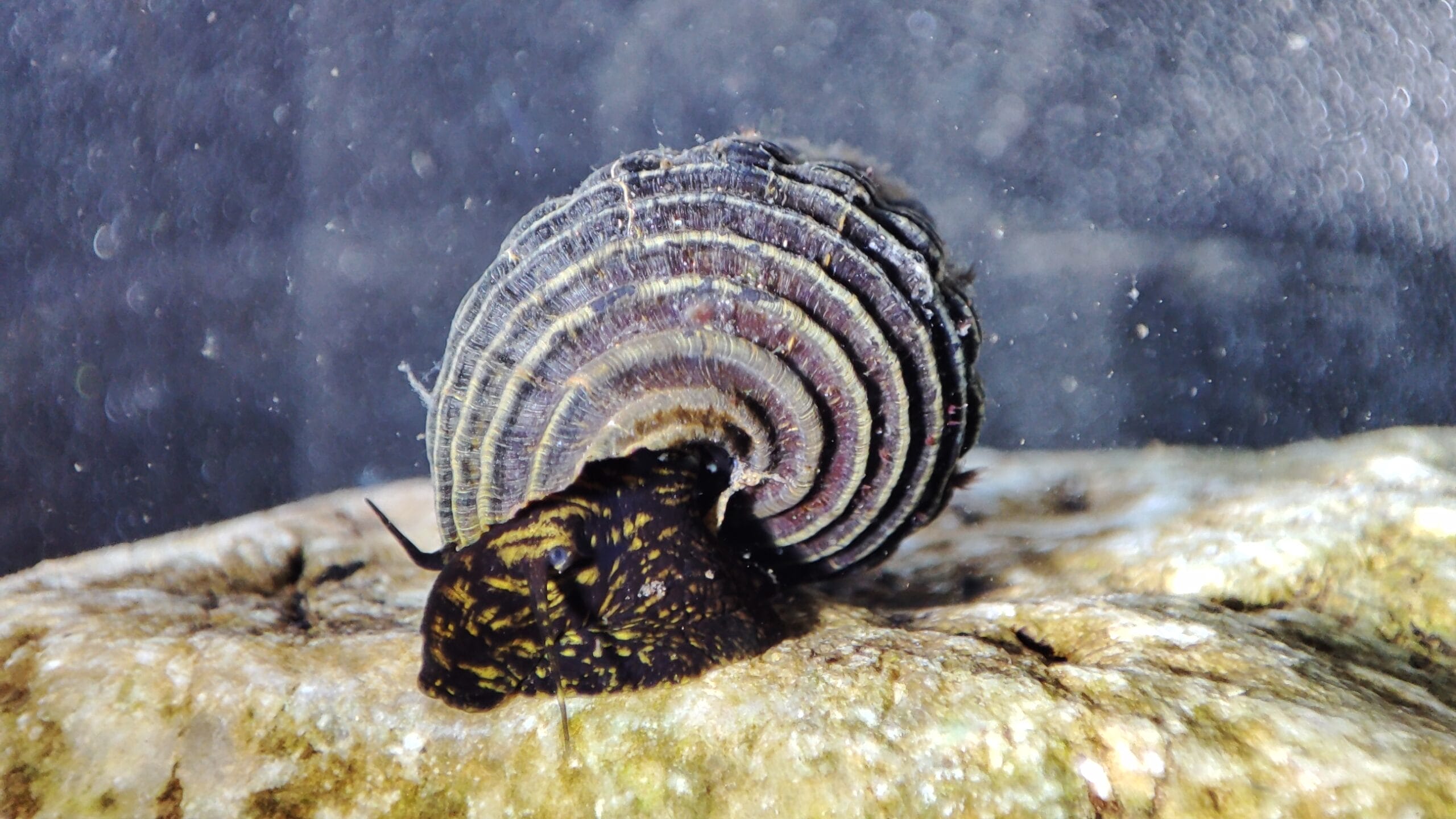 How to Care for Tylomelania Snail in Your Aquarium