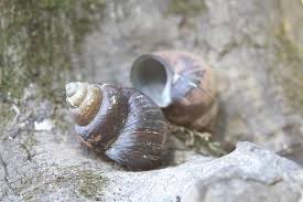 Chinese Mystery Snail conclusion