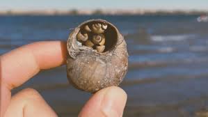 Chinese Mystery Snail distribution