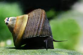 Feeding Your Tylomelania Snails