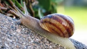 Cheneled Apple Snail