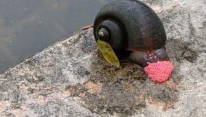 Apple Snail
