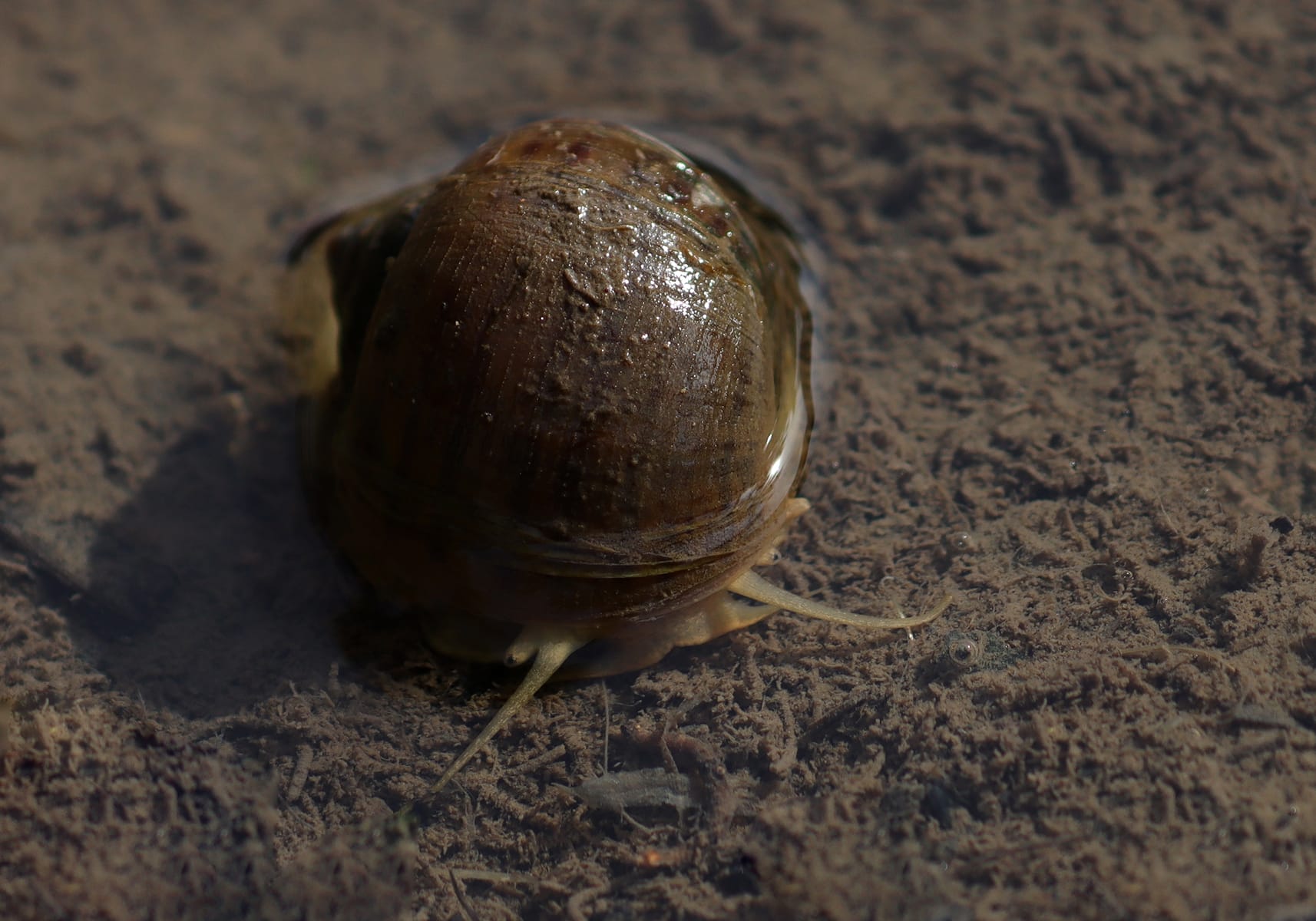 pomacea snail care and maintenance