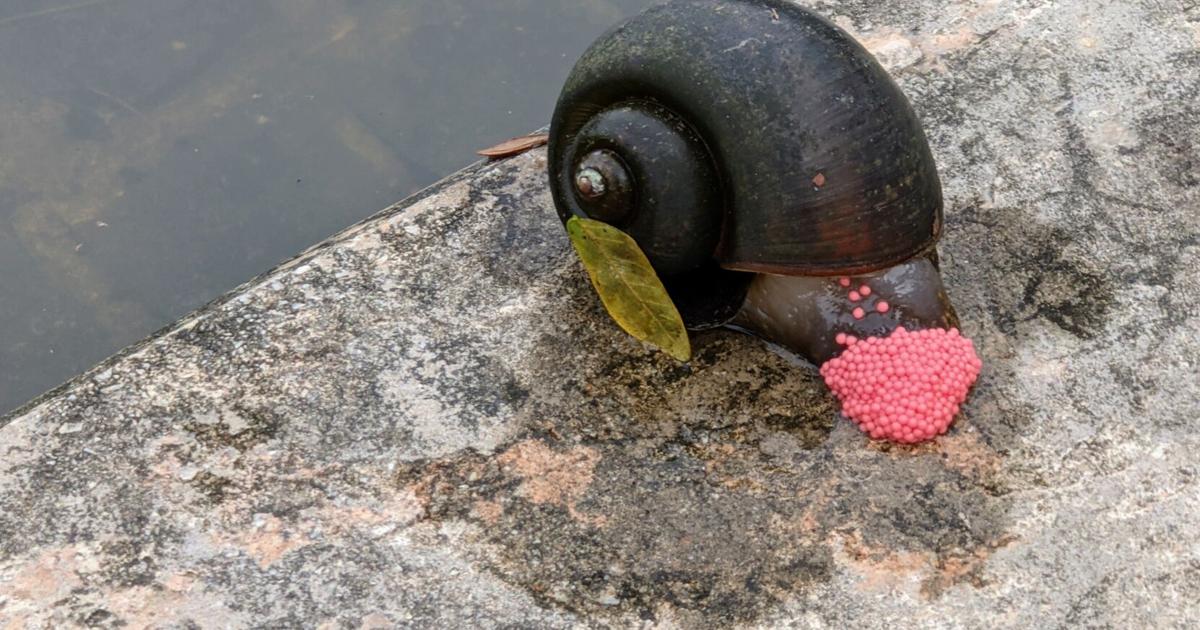 Step-by-Step Guide to Caring for Your Snail