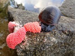 apple snail faq