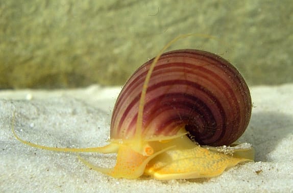 Understanding Spike Topped Apple Snails