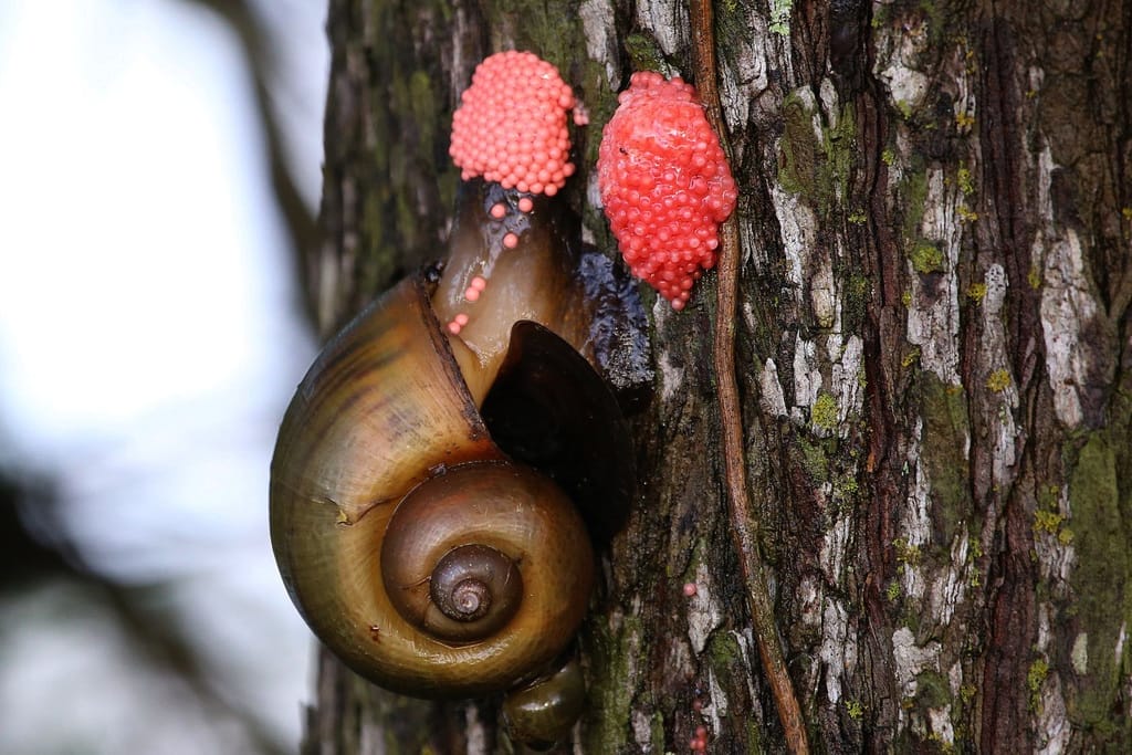 pomacea snail conclusion