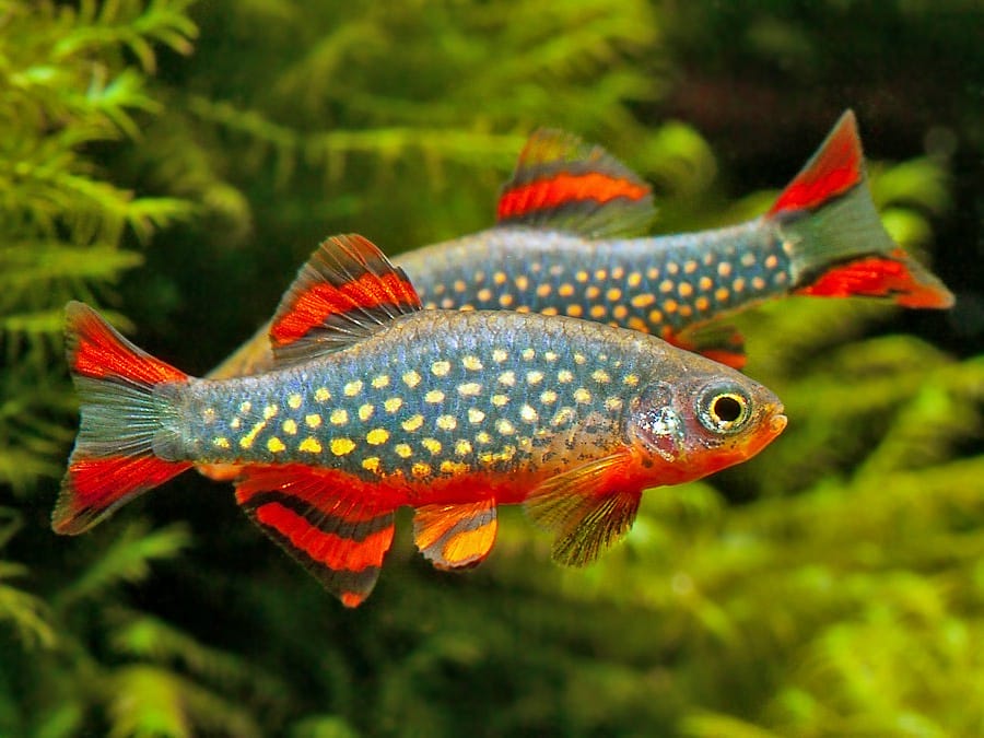 Danio Margaritatus: A Complete Guide to Miniature Trout