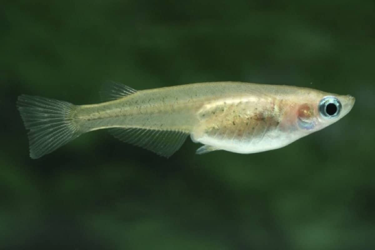 Beginner’s Guide to Caring for Ricefish