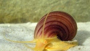 Pomacea Snail