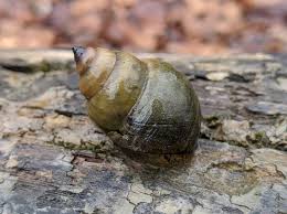 Chinese Mystery Snail habitat