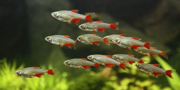 Ultimate Guide to Bloodfin Tetra Care