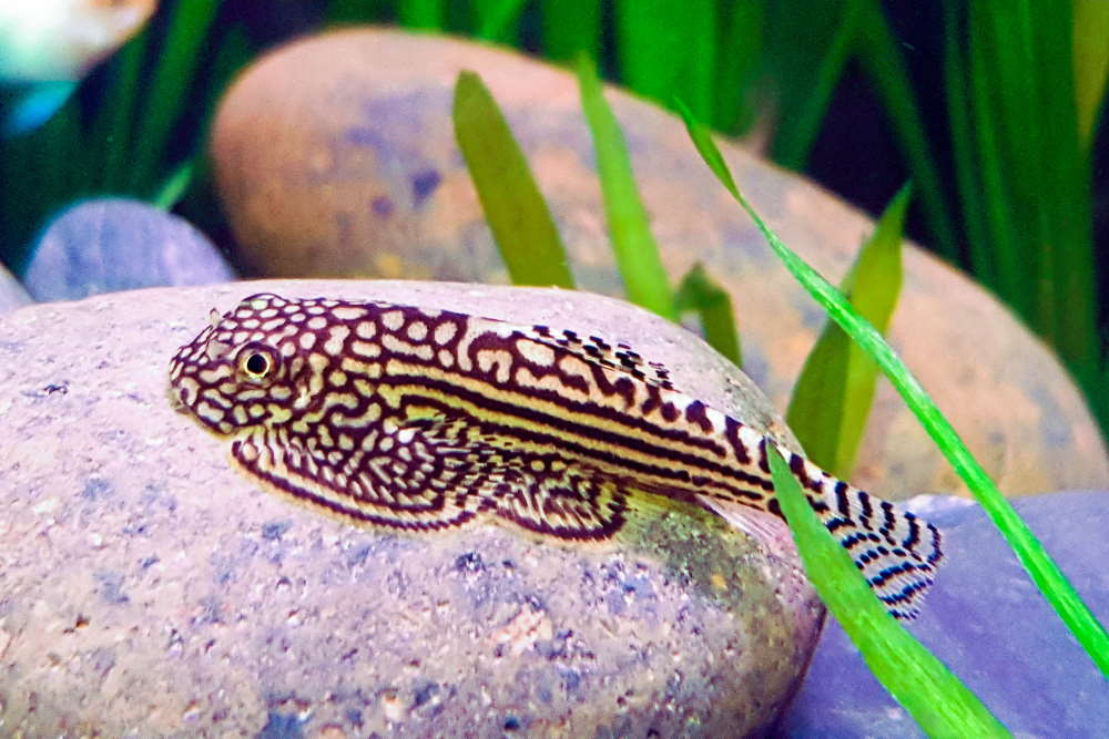 How to Care for Hillstream Loaches in Your Aquarium