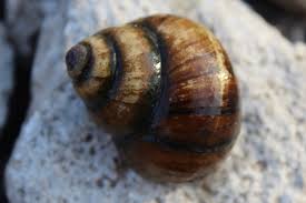 Observing Chinese Mystery Snails