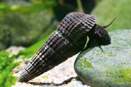 Tylomelania snail FAQ
