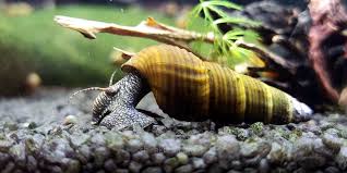 The Beginner's Guide to Tylomelania Snail Care