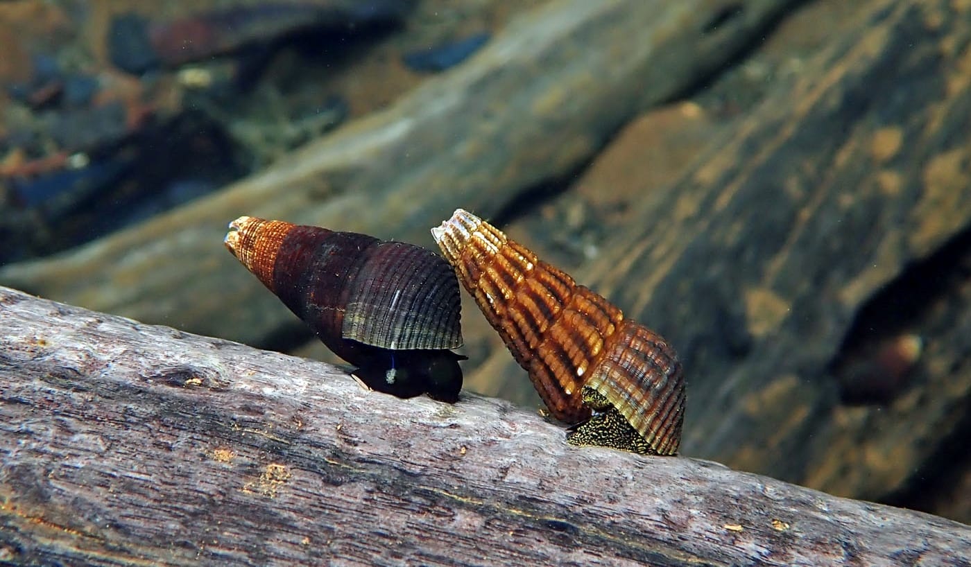 Tylomelania snail conclusion