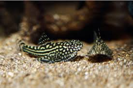 How to Care for Hillstream Loaches in Your Aquarium