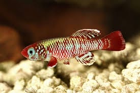 Beginner’s Guide to Understanding Killifish Behavior