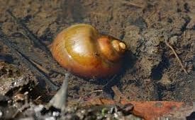 Spike Topped Apple Snail
