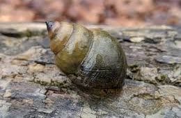 Chinese Mystery Snail