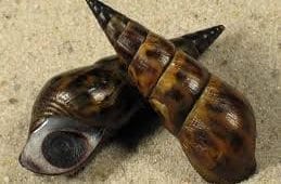 brotia freshwater aquarium snail