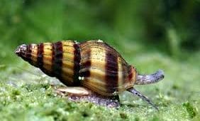 Anentome Helena snail